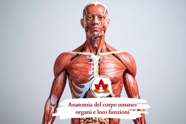 Anatomia del corpo umano: organi e loro funzioni