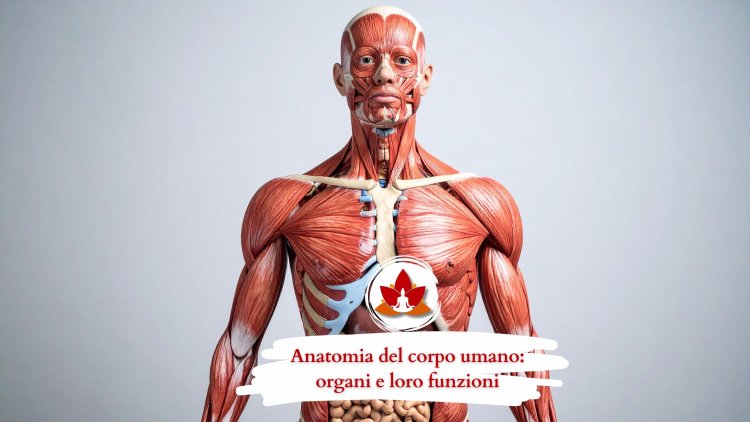 Anatomia del corpo umano: organi e loro funzioni